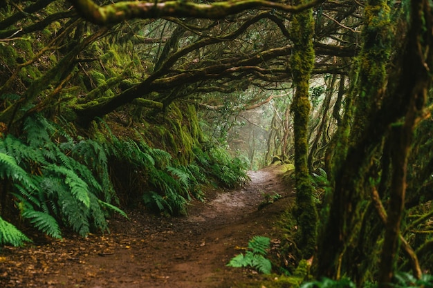 Foto cammino a piedi attraverso la densa foresta di allori o laurisilva laurissilva sull'isola spagnola di tenerife