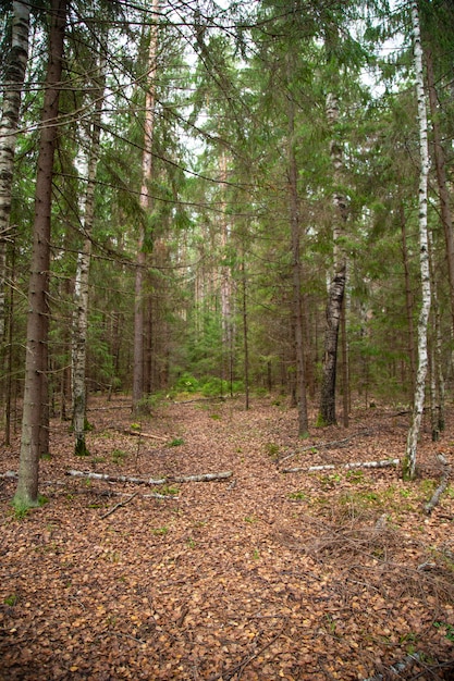 Осенняя тропа через туманный лес в освещенных лучах