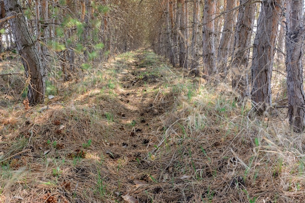 Footpath among tree planting. Pine trees in spring sunny day. Beautiful spring landscape.