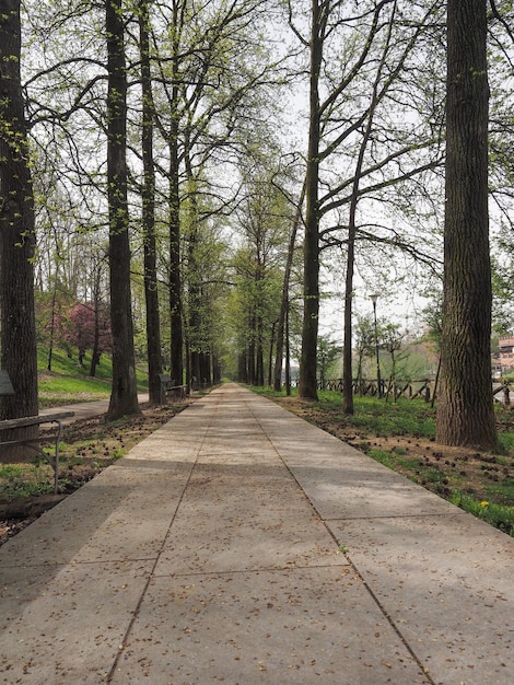 Footpath among the trees