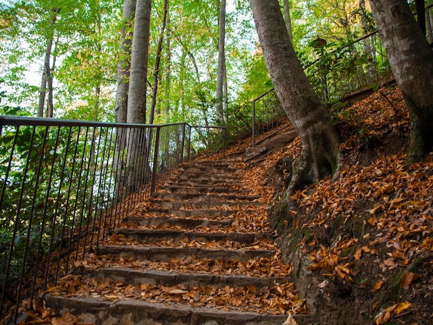 側面に鉄のフェンスがある緑の森の小道の遊歩道。秋の枯れ葉。瞑想