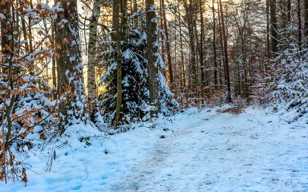 footpath in a winter forest