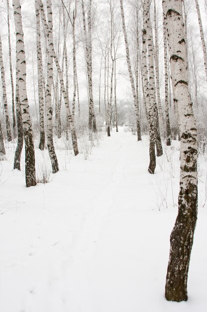 Footpath in winter forest