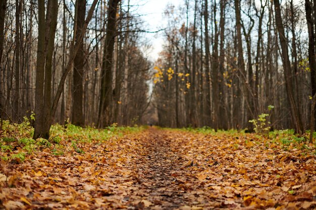 Footpath with fallen leaves in a forest