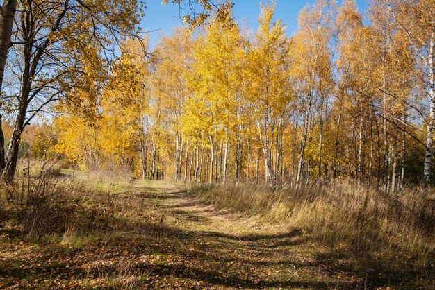 Footpath among yellow trees in forest in sunny day golden autumn landscape