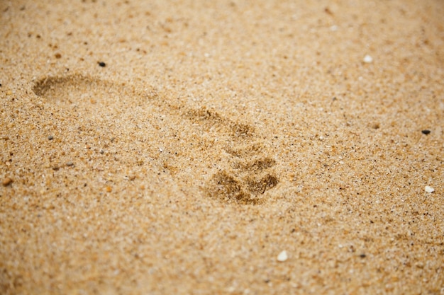 Footprint of bare feet on wet sand detail