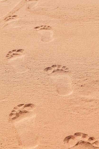 Footprint on the beach on a sunny day