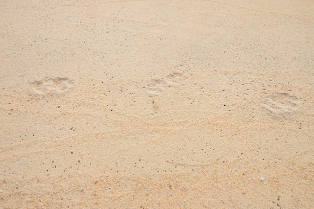 Photo footprint at beach