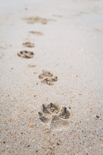 浜辺を歩いている犬の足跡。