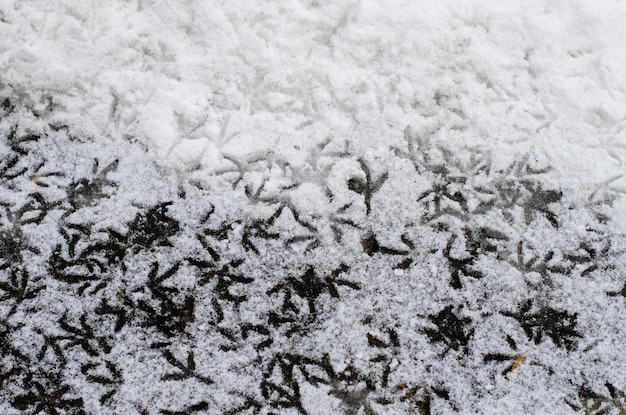 雪の中の鳥の足跡トラックは鳩に属しています空腹の鳥は食べ物を求めて雪の中を歩きます