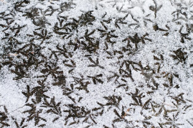 雪の中の鳥の足跡トラックは鳩に属しています空腹の鳥は食べ物を求めて雪の中を歩きます