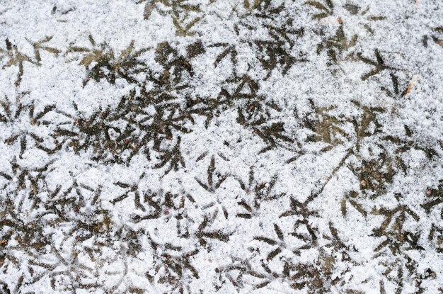 Footprints of birds in the snow the tracks belong to the dove\
hungry birds walk in the snow in search of food