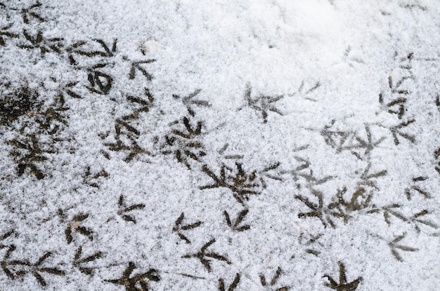 Footprints of birds in the snow the tracks belong to the dove\
hungry birds walk in the snow in search of food