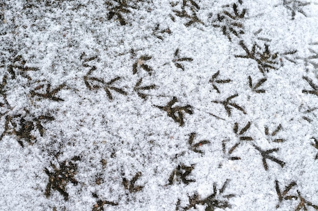 Footprints of birds in the snow the tracks belong to the dove\
hungry birds walk in the snow in search of food