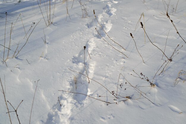 Footprints from shoes on a snowy surface in nature outdoors, day.