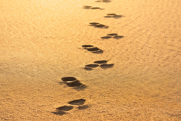 写真 熱い砂の上の足跡