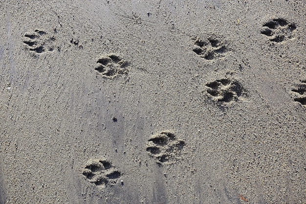 砂の犬の抽象的な背景テクスチャビーチの足跡