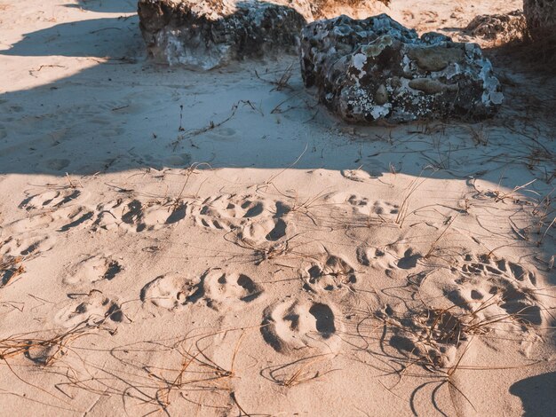 Photo footprints in the sand rocks sand and dry plants