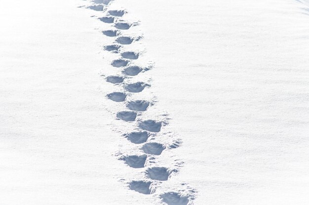 Photo footprints in the snow after a hiker passes by