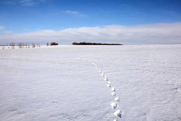 Footprints in the snow in the field winter landscape