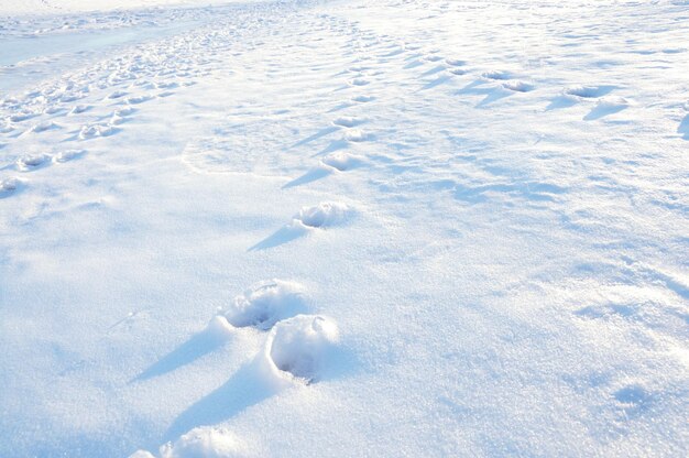 Footprints on a snow