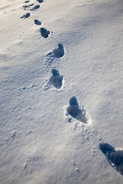 ウォーキング、凍結、冬の降雪後の雪の吹きだまりの足跡