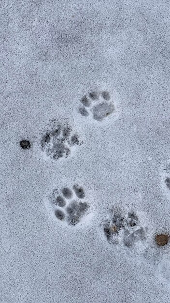 Foto impronte di piedi in un giorno di neve