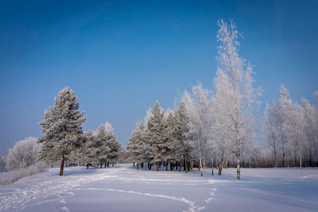 雪で覆われた冬の田んぼを歩く足跡