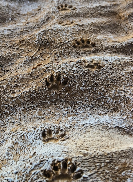 Footprints of wild animal paws on soft wet clay in a bed of a\
dried river new mexico