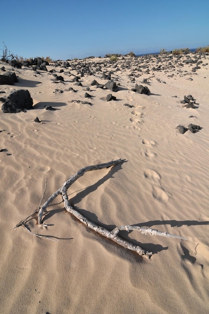 Footsteps and wood in the desert