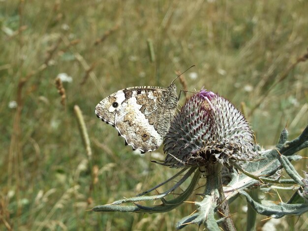 Foto farfalla in cerca di cibo