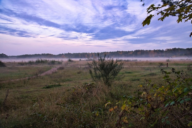 Fore land with fog on grass and heather in Denmark in front of dunes Mystical mood