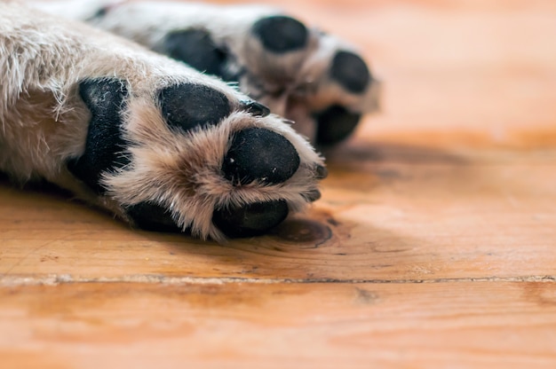 Foreground of dog paws on wooden floor