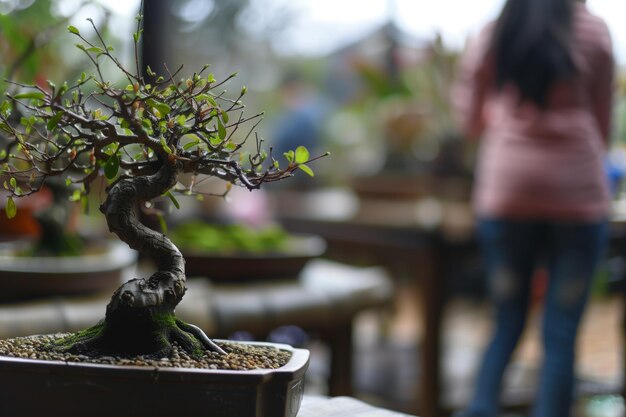 Foto focus in primo piano sul bonsai con una persona sfocata sullo sfondo