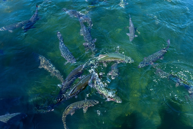 Foto forel en zalm viskwekerij