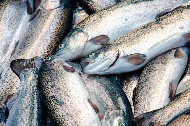 Forel Forel achtergrond Gezond eten forel vis Foto op visproductie