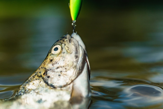 forel wordt gevangen met Lure close up