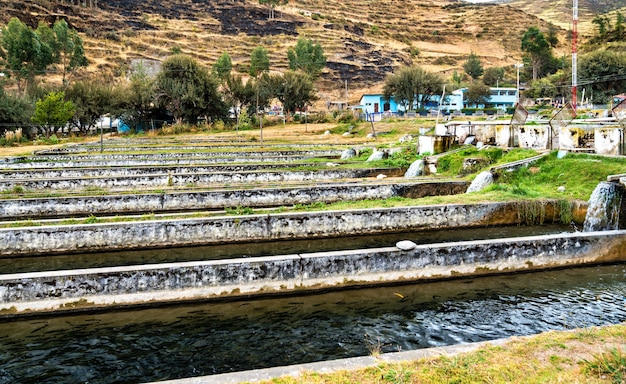 Forelviskwekerij bij ingenio in junin peru