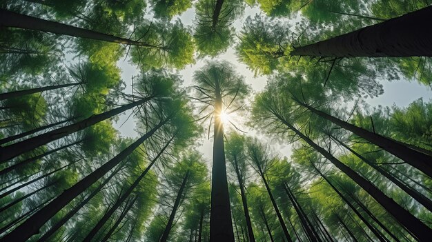 A forest abounds with numerous tall trees