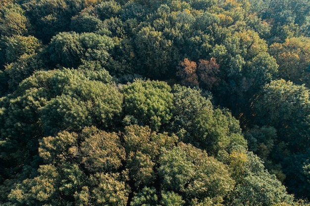 Forest aerial view autumn wild nature scene brown canopy of trees from above