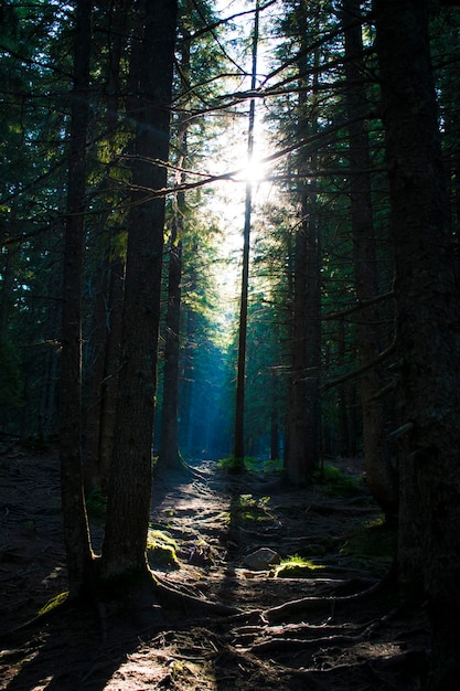 Forest in the afternoon with sunshine