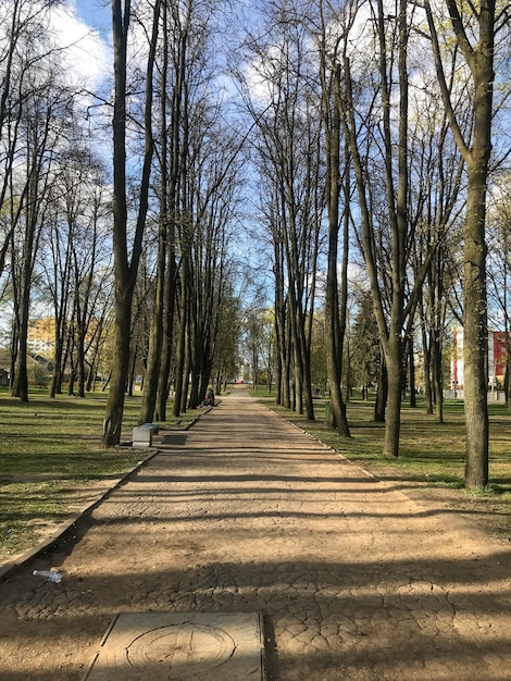 砂で覆われたアスファルトの公園の美しい通路に木がある森の路地