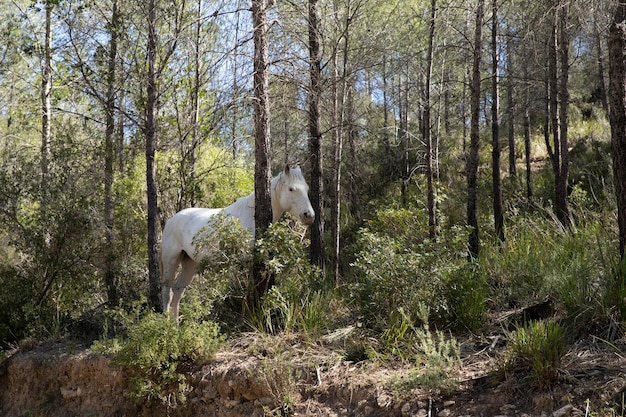Фото Лес и белая лошадь, которая прячется в кустах природа с животными
