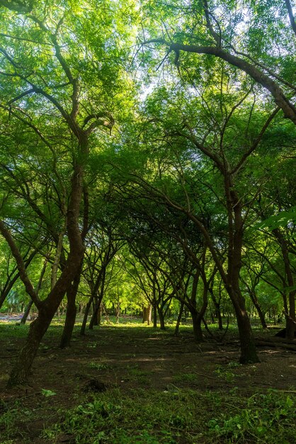 写真 コロンビア・アーメロ市の森林と悲劇