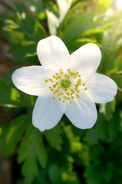 Forest anemone white flower. Spring flowers.