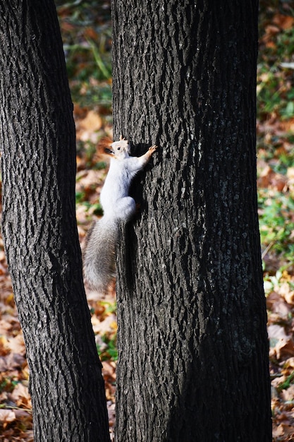Forest animal on the tree. a small squirrel on the trunk of a\
large tree. the squirrel climbs to the top of the tree.