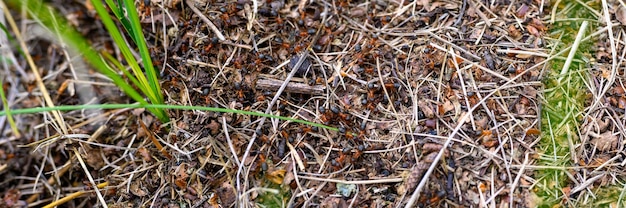 Forest anthill made of tree twigs with ants close up. the world
of insects in nature. banner