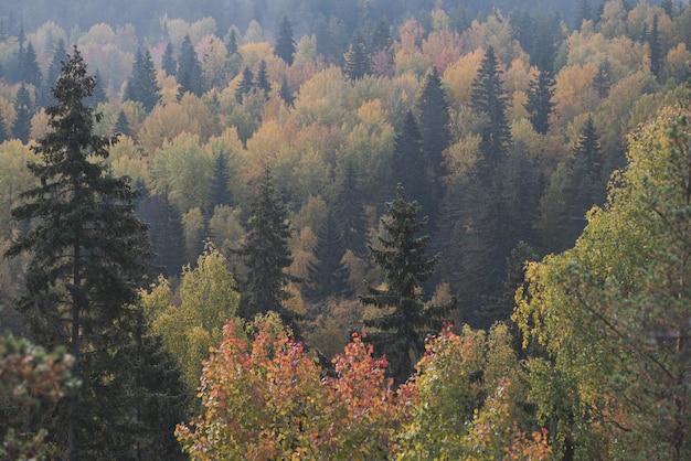 Forest area painted in autumn colors Foggy morning