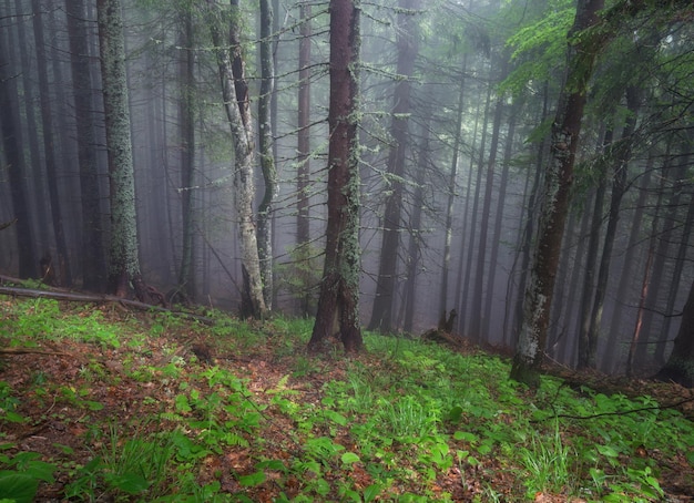 背景としての森 春の美しい自然の風景