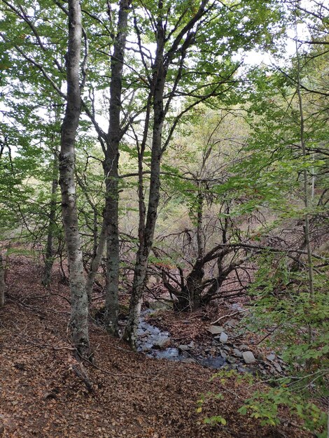 Photo forest in autumn different colors